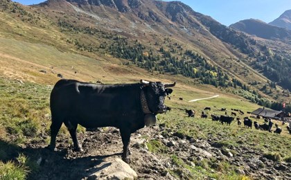 Parraine ta vache sur un alpage du Grand Entremont
