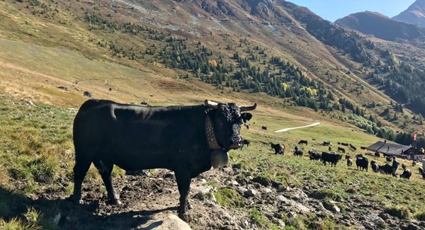 Parraine ta vache sur un alpage du Grand Entremont