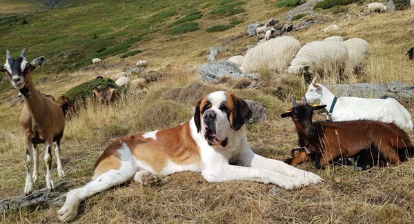 Alpages et chiens de troupeau