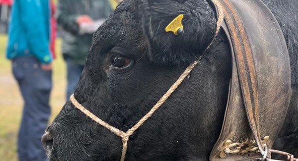Une vache du Grand Entremont à la 2ème place du Combat de l'Espace Mont Blanc