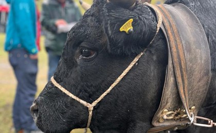 Une vache du Grand Entremont à la 2ème place du Combat de l'Espace Mont Blanc